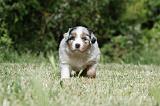 BERGER AUSTRALIEN PUPPIES 314